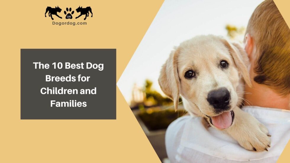 The 10 Best Dog Breeds for Children & Families; Kid Friendly Dogs