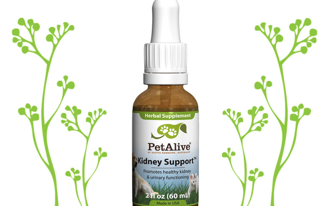 Kidney Support™ for Cat & Dog Kidney Health