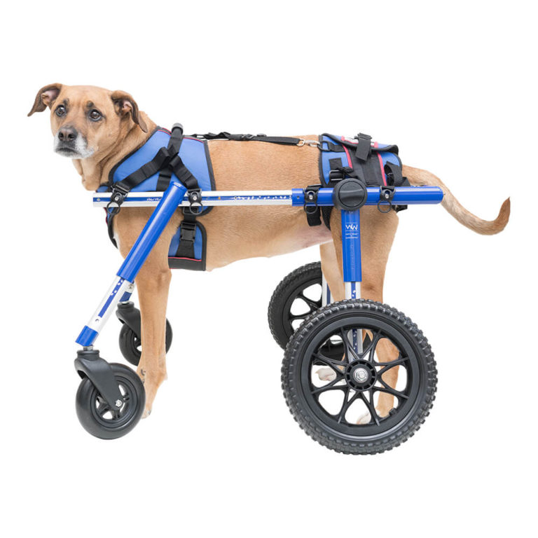 Dog Wheelchair of 2018 Products for Handicapped & Disabled Pets