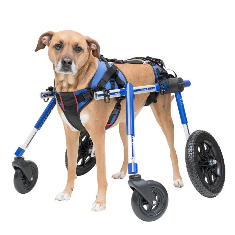 Dog Wheelchair of 2018 Products for Handicapped & Disabled Pets Supplies Dog or Dog