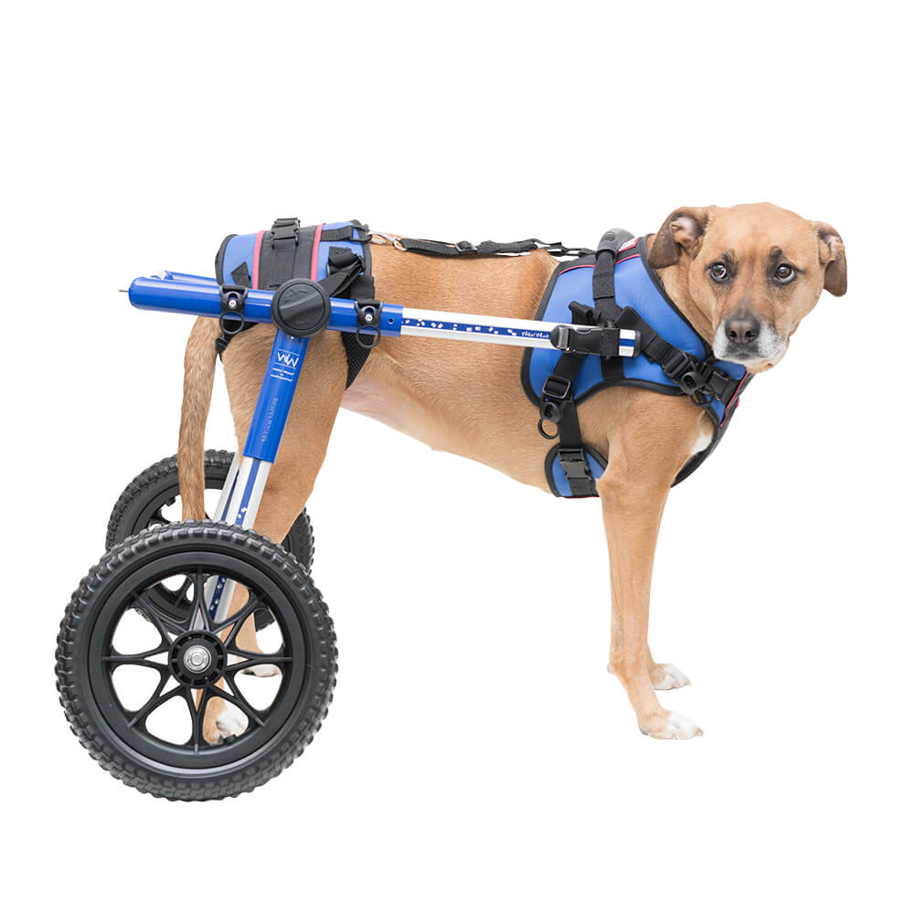 how much does a dog wheelchair cost how much does a dog wheelchair cost