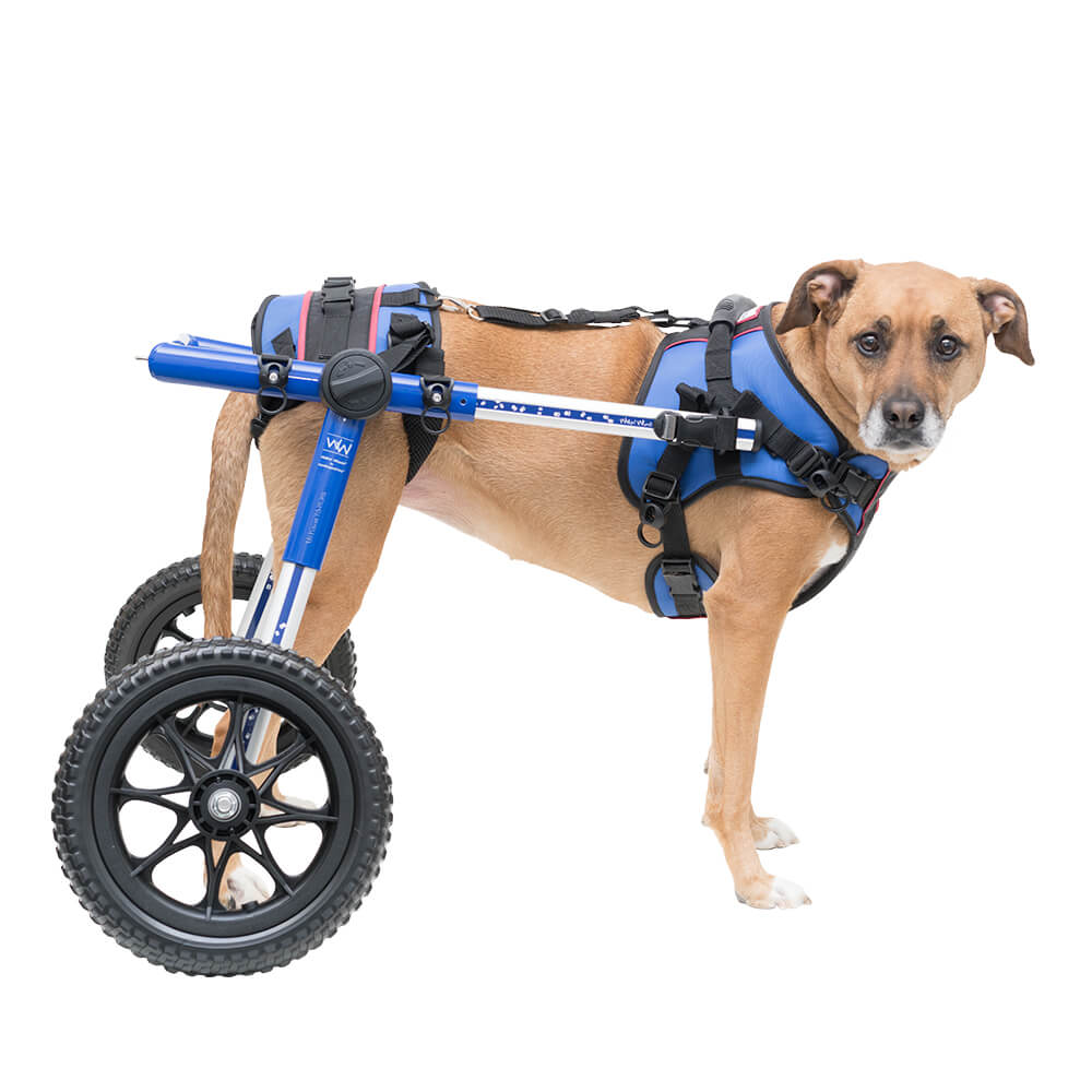 How to build a dog wheelchair for a large dog