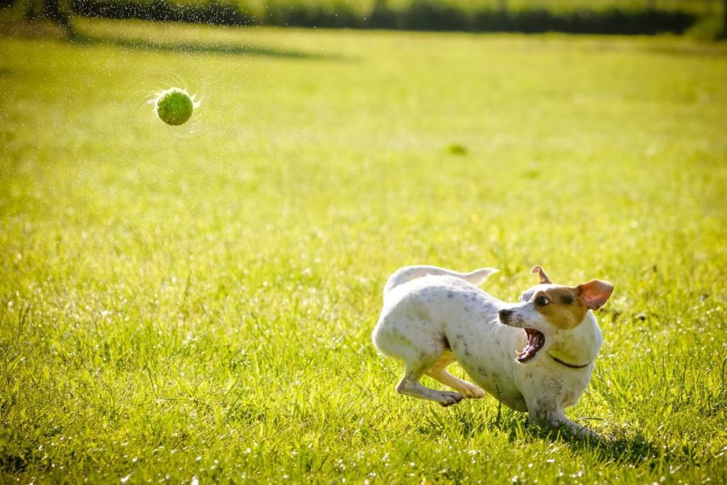 How to stop dog from digging on yard