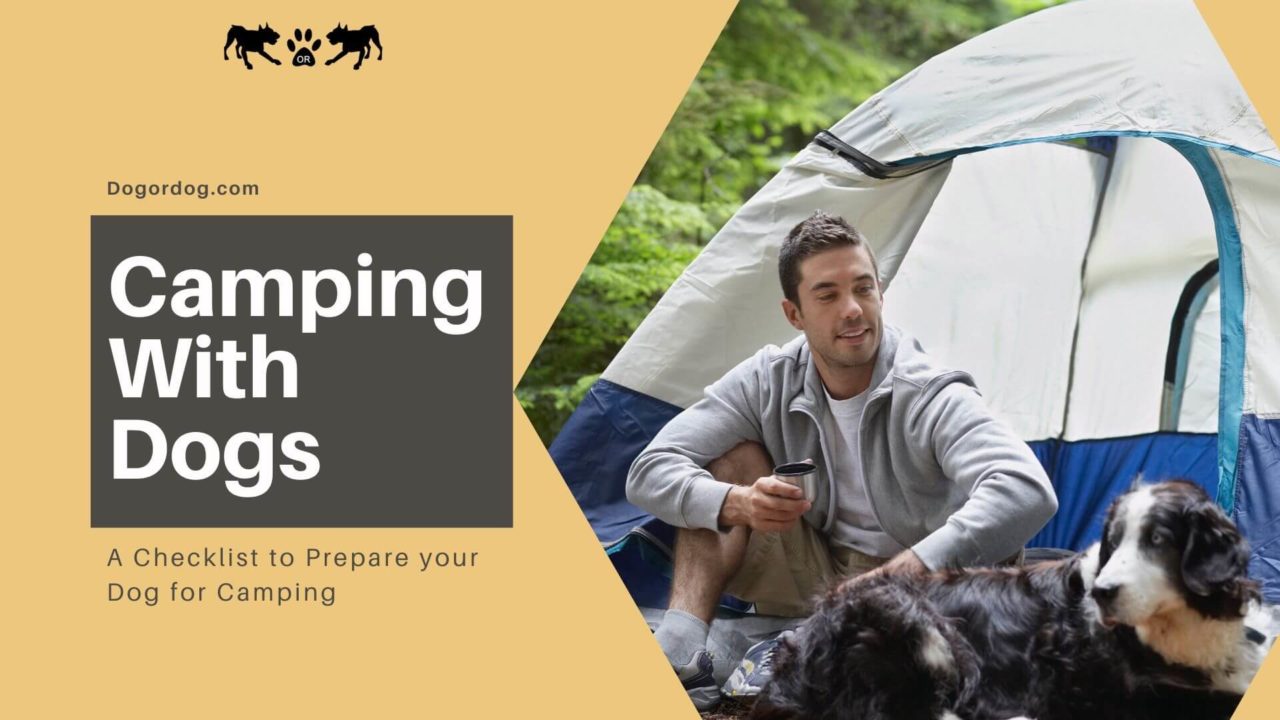 Camping with Dogs: 10 Things To Bring | Checklist & Tips To Prepare