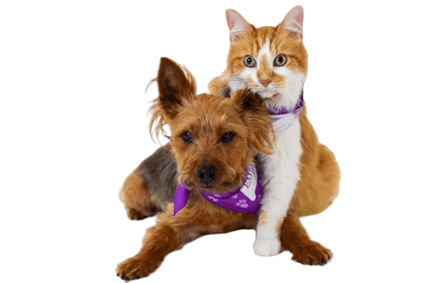 Embrace Pet Insurance Review Best Nationwide Dog Cat Insurance