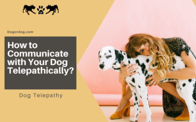 How to Communicate with Your Dog Telepathically