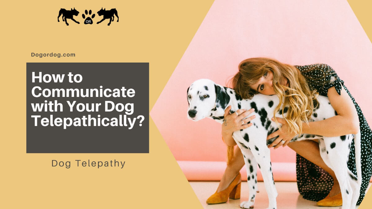 how to communicate with your dog telepathically