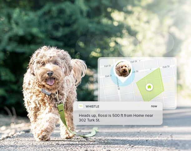 GPS dog tracker