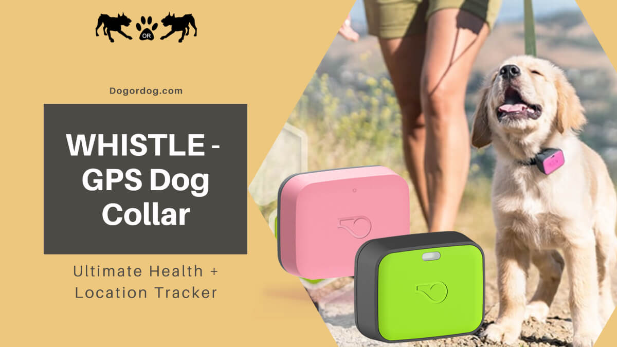 Whistle best sale dog collar