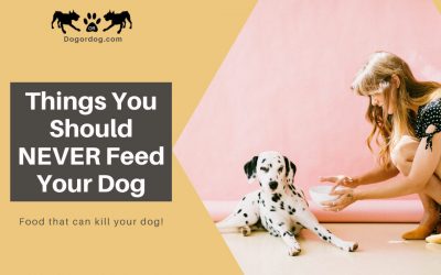 What Can’t Dogs Eat – Things You Should NEVER Feed Them