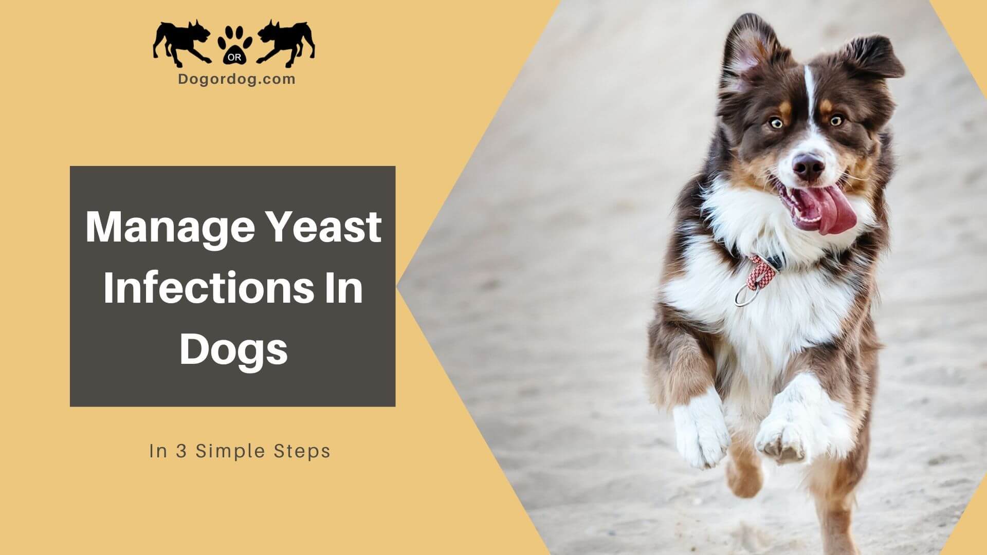 dog yeast infection