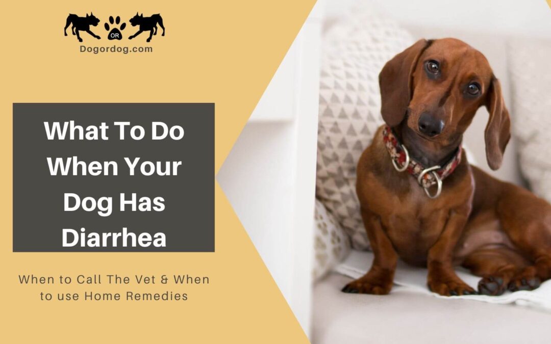 What To Do When Your Dog Has Diarrhea