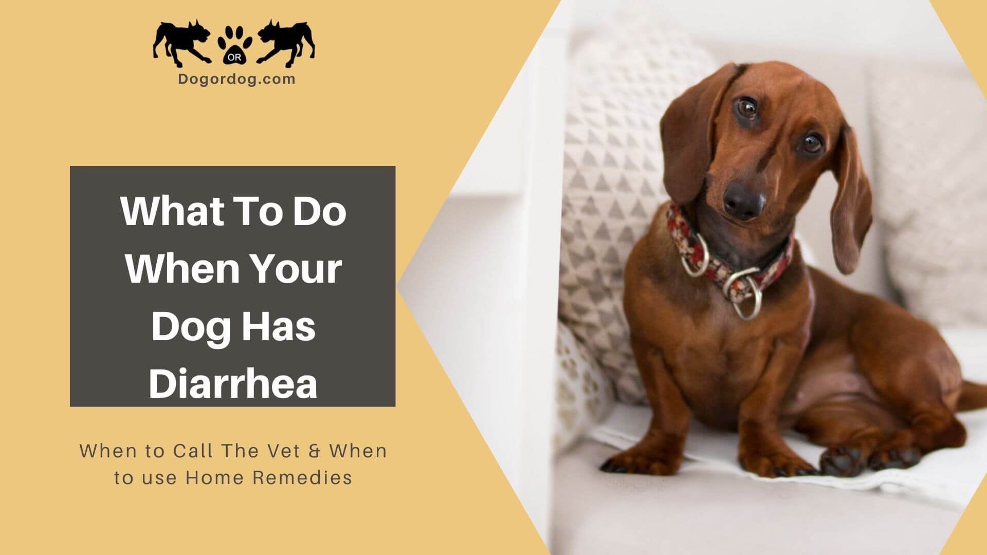 When the dog. Home Remedy for Puppy with diarrhea. What to give my Dog for diarrhea. What Home Remedy can i give my Dog for diarrhea. What can you give a Dog for diarrhea.