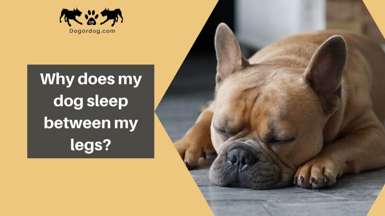 7 Reasons Why Your Dog Sleeps Between Your Legs + 3 Tips Guide