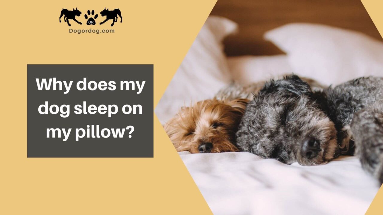 Why Does My Dog Sleep On My Pillow - Bashdogs