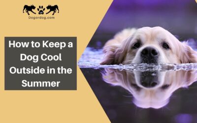 How to Keep a Dog Cool Outside in the Summer