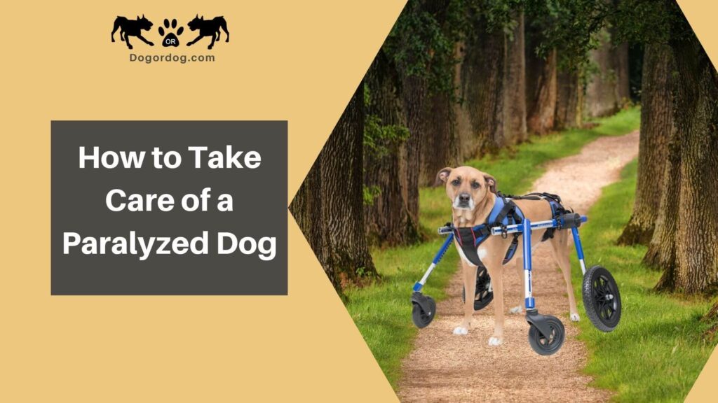 how to take care of a paralyzed dog