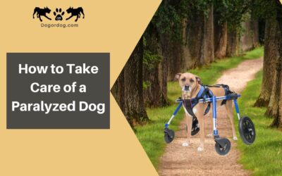 How to Take Care of a Paralyzed Dog