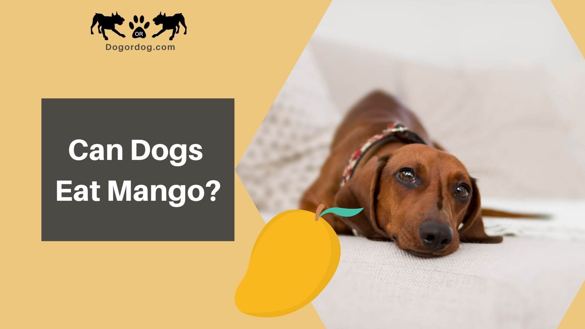 are mango pits safe for dogs