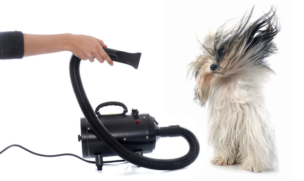 best dog hair dryer