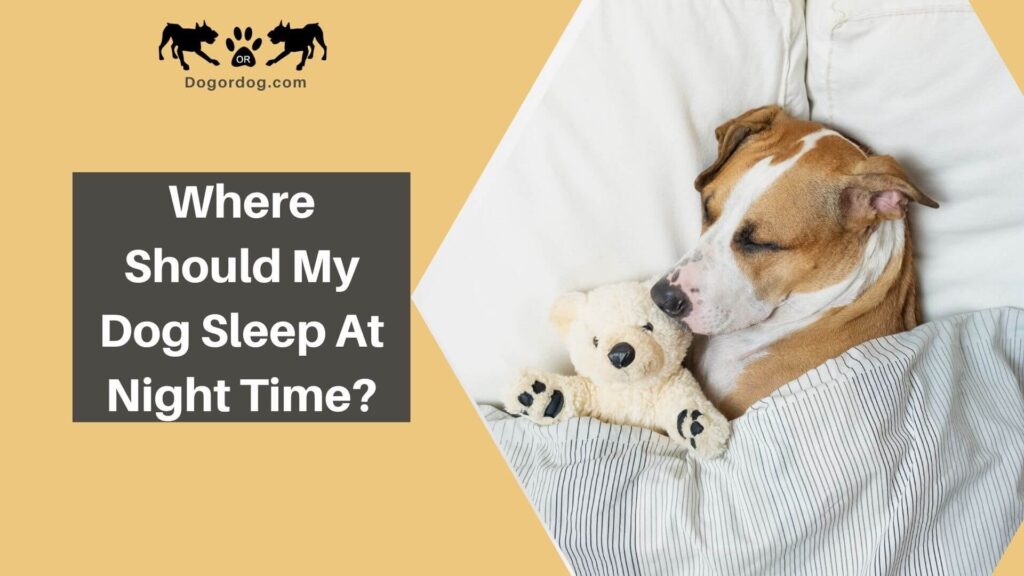 where should dogs sleep at night
