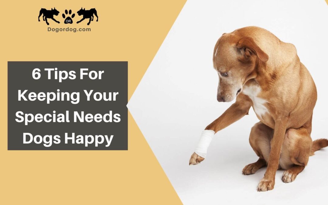 6 Tips for Keeping Your Special Needs Dogs Happy and Healthy
