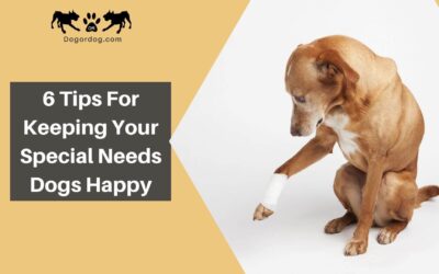 6 Tips for Keeping Your Special Needs Dogs Happy and Healthy