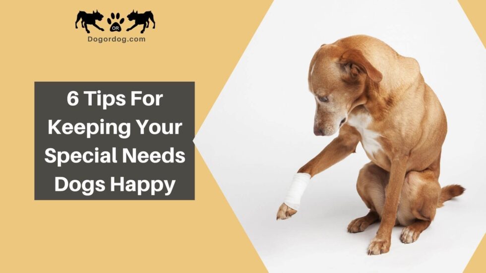 6 Tips for Keeping Your Dog With Special Needs Happy and Healthy