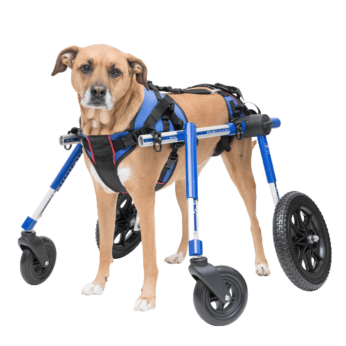 handicapped dog wheelchairs