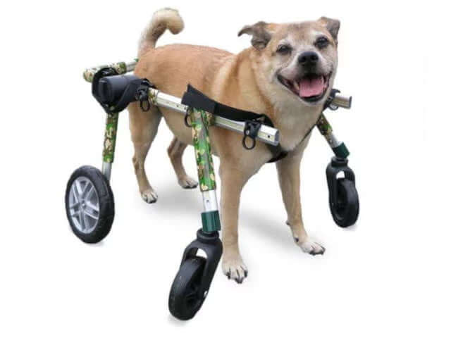 medium fully supportive dog wheelchair-cat