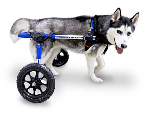 rear support dog wheelchair