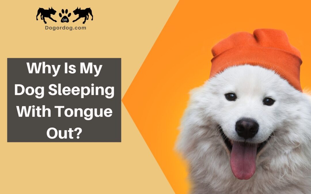Why is my dog sleeping with tongue out?