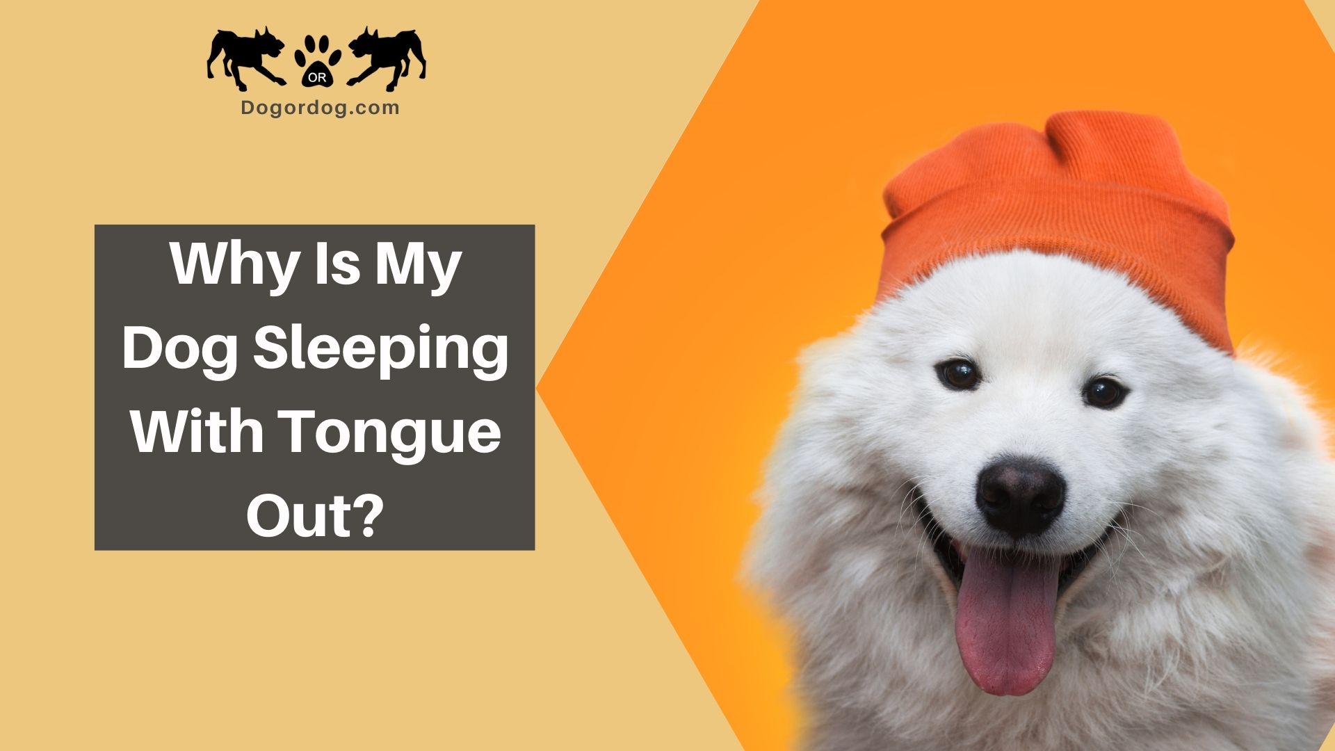 dog-sleeping-with-tongue-out-here-s-why-6-reasons-your-dog