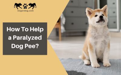 How to help a paralyzed dog pee