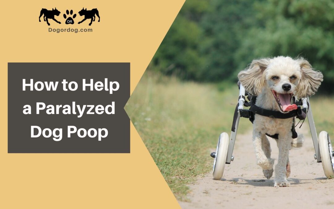 How to Help a Paralyzed Dog Poop