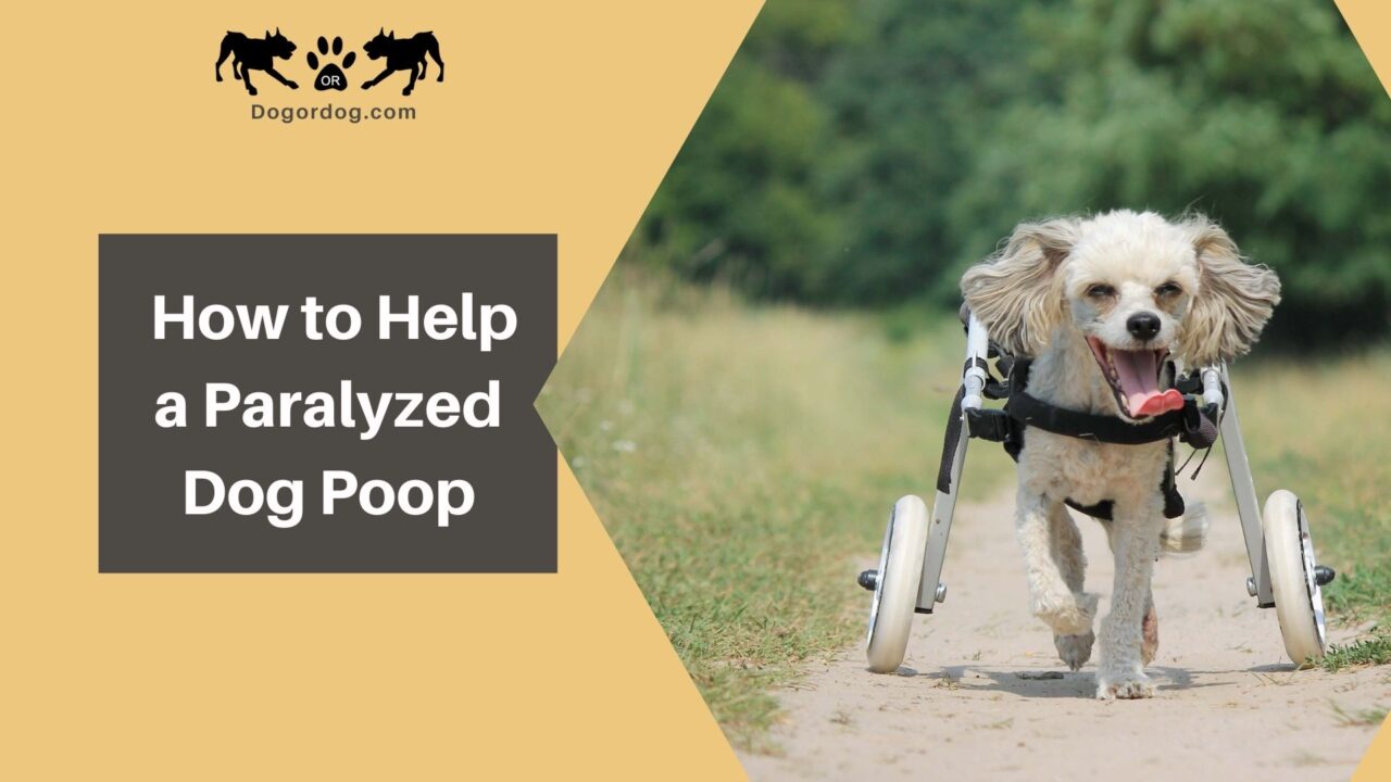 How To Help A Paralyzed Dog Poop 3 Easy Tips You Should Try