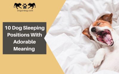 10 Dog Sleeping Positions And Adorable Meaning Behind Them