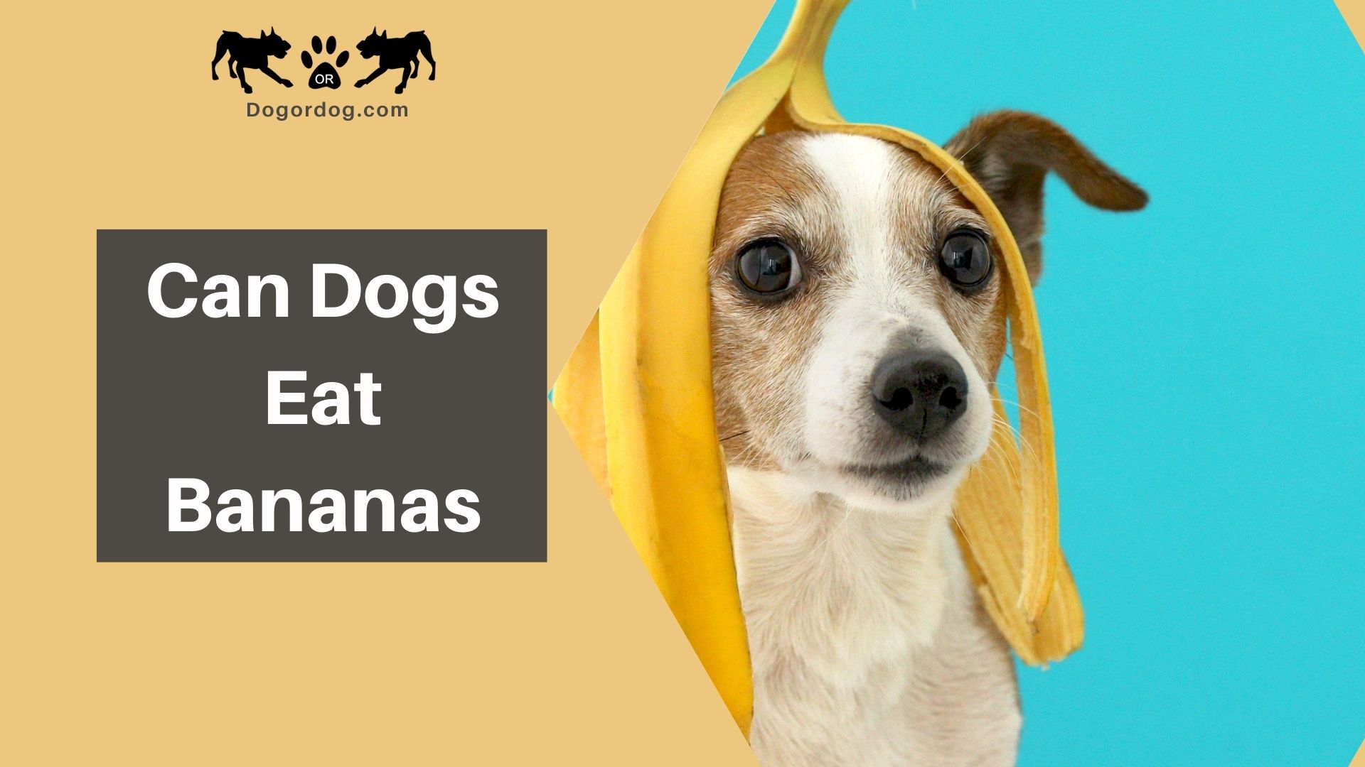 dog eating bananas