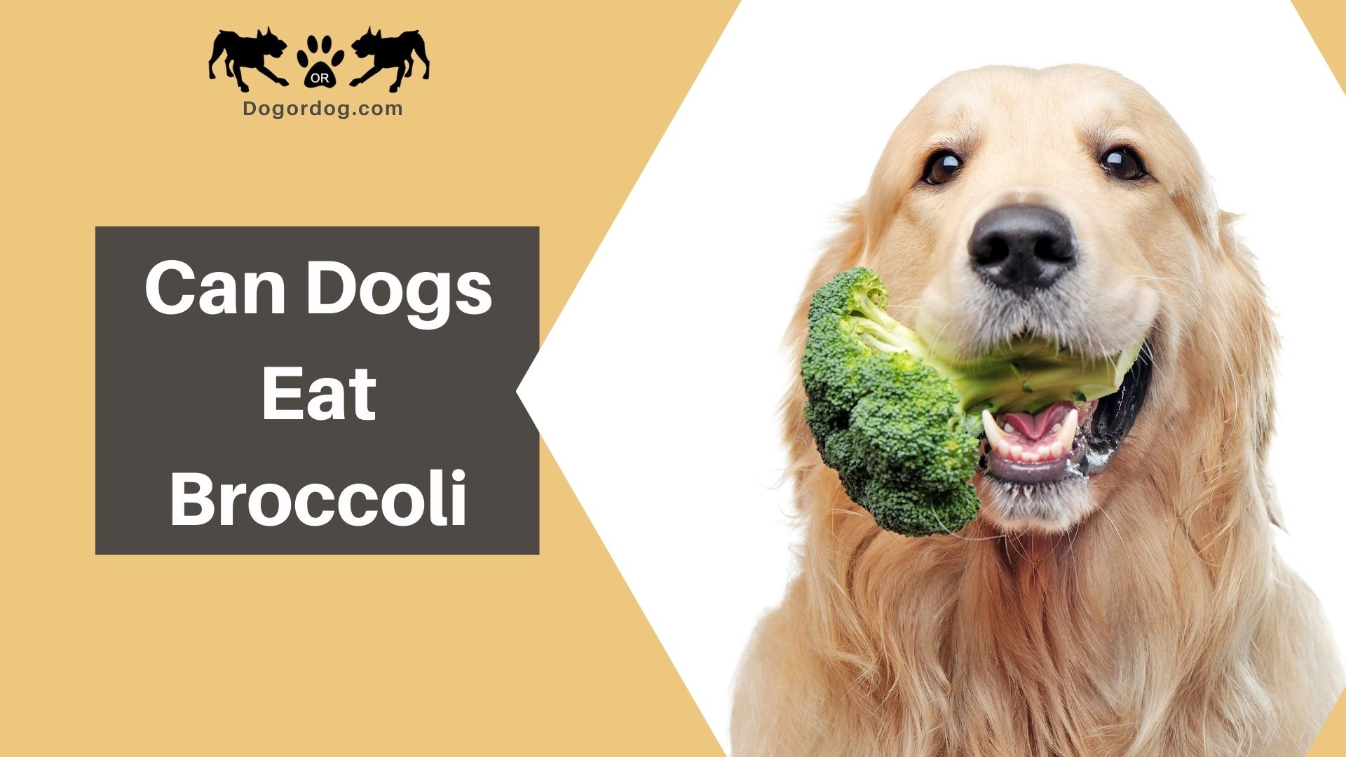 dog eating broccoli
