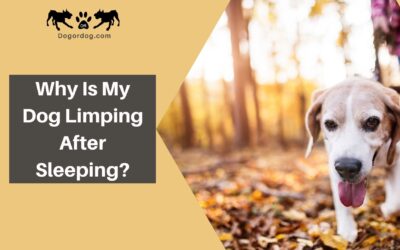 Why Is My Dog Limping After Sleeping?
