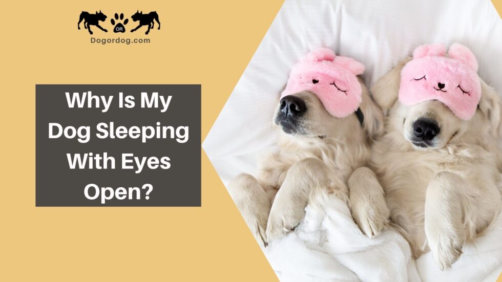 7 Reasons Your Dog Is Sleeping With Eyes Open - Dogordog.com