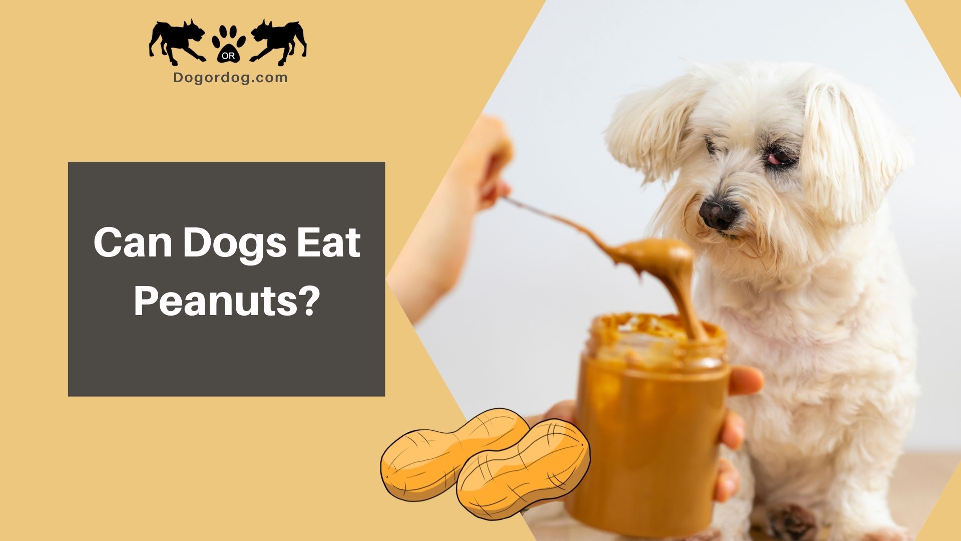 Peanut butter unsafe outlet for dogs