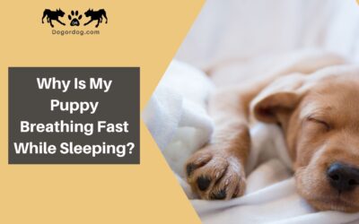 Why Is My Puppy Breathing Fast While Sleeping?