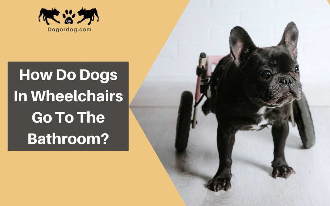 How Do Dogs In Wheelchairs Go To The Bathroom?