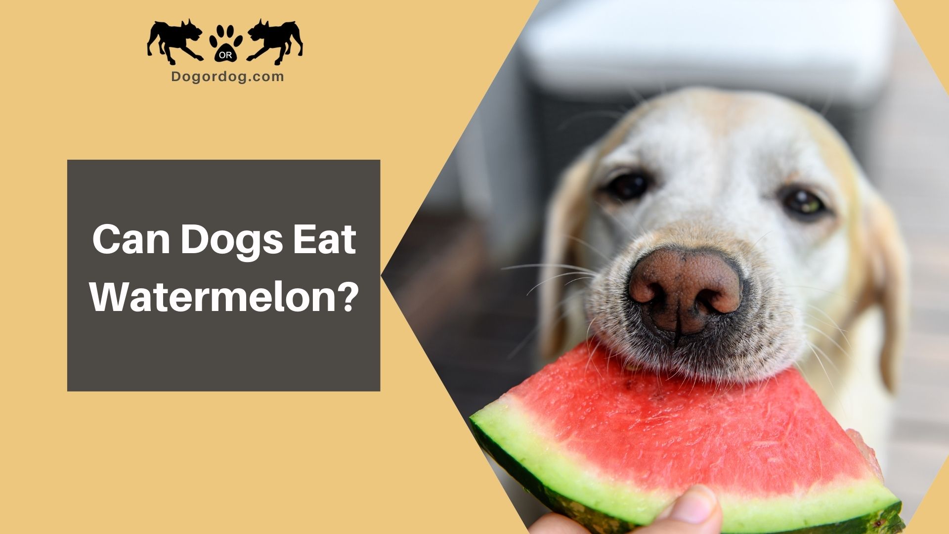 is watermelon safe for dogs